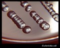 escherichia coli